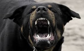 Tira il guanzaglio del cane che la aggredisce procurandole le...