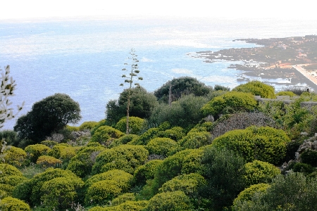 Nella nozione di bosco si ricomprende, per la Cassazione, anc...