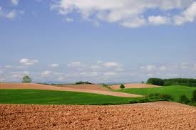 USUCAPIONE. COLTIVARE UN TERRENO NON PROVA L'ANIMUS POSSIDENT...