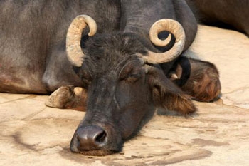 Allevatore di bufali abbatte 200 capi per eradicare la brucel...