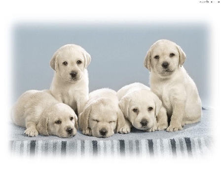 Due veterinari sopprimono 9 cuccioli: uno dirigente del Servi...