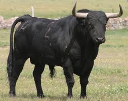 Un allevatore di bufale compra un toro che si rivela impotent...