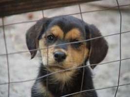 Furgone trasporta 42 cuccioli di cane di varie razze tenuti d...