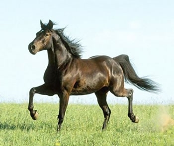 Una scuderia ippica acquista un cavallo da corsa da un’aziend...