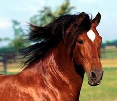 Un uomo alla guida di un ciclomotore investe un cavallo uscit...