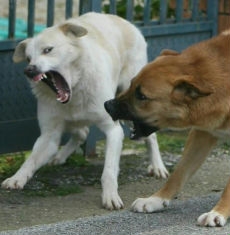 Due cani escono dal cancello e aggrediscono due bambini - Ris...